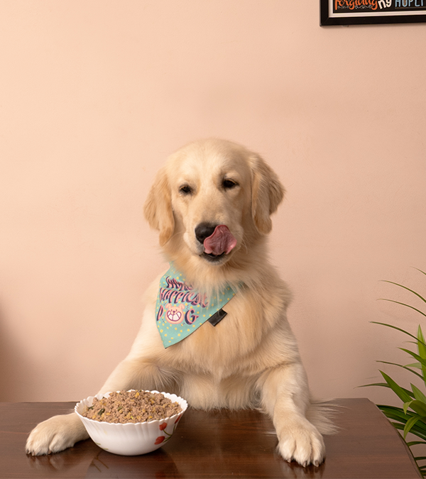 Pawfect Bowl